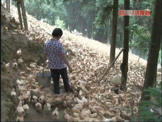 廣西岑溪：萬畝松香飄。央視視頻截圖。
