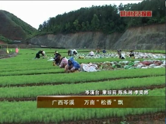 廣西岑溪：萬畝松香飄。央視視頻截圖。